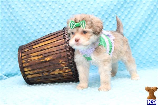 CMPuppyHeaven Picture 2